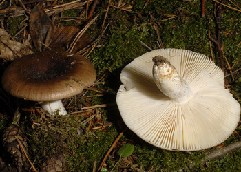 Brauner Ledertäubling (Russula integra) - © Heinz Prelicz